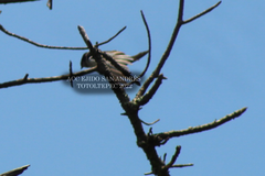 Tachycineta thalassina
