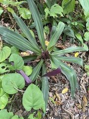 Tradescantia spathacea