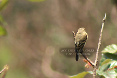 Empidonax fulvifrons