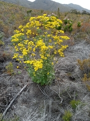 Senecio subcanescens