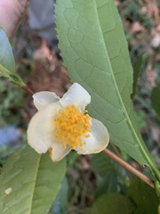 Camellia sinensis