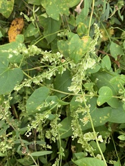 Fallopia scandens