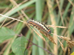 Acronicta euphorbiae