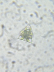 Staurastrum cristatum