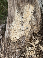 Neoantrodia serialis