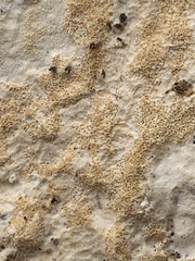 Neoantrodia serialis