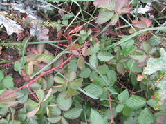 Rubus polonicus