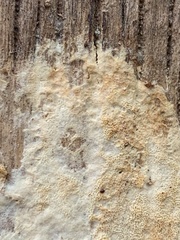 Neoantrodia serialis