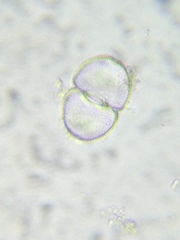 Cosmarium amoenum