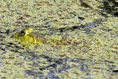 Lithobates catesbeianus
