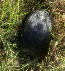 Deirochelys reticularia