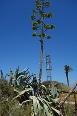 Agave mapisaga