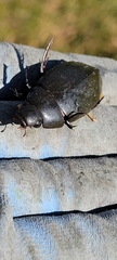 Hydrophilus triangularis
