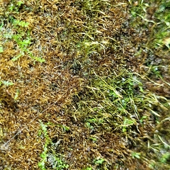 Blindiadelphus recurvatus