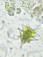 Staurastrum furcigerum