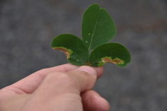 Agromyza soka