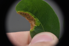 Agromyza soka