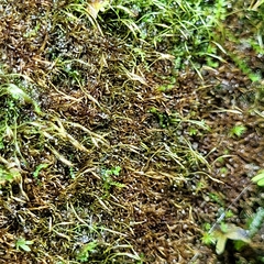 Blindiadelphus recurvatus