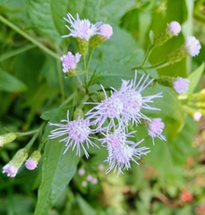 Eupatorieae