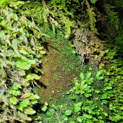 Blindiadelphus recurvatus