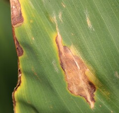 Puccinia thaliae