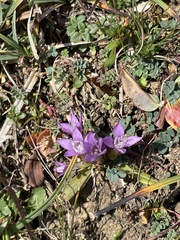 Gentianella germanica