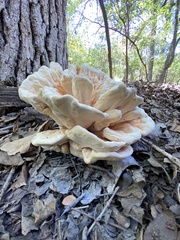 Laetiporus