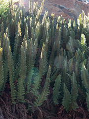 Polystichum lemmonii