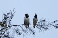 Gracupica nigricollis