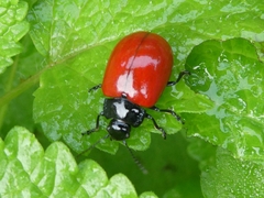 Chrysomela populi