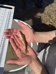 Rhinichthys cataractae