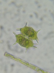 Xanthidium antilopaeum