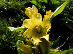 Gentiana punctata