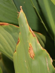 Puccinia thaliae