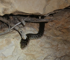 Hierophis viridiflavus carbonarius