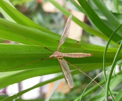 Tipula
