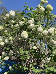 Viburnum macrocephalum