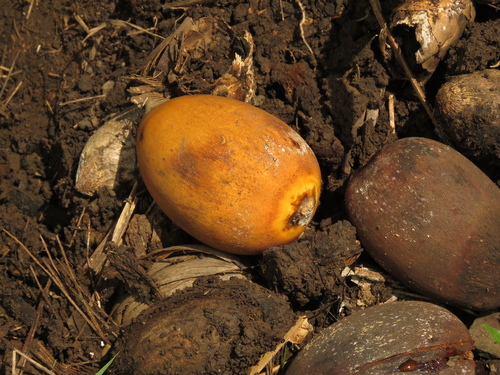 American oil palm