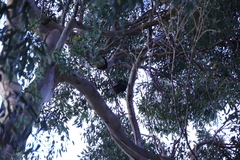 Polyboroides typus typus