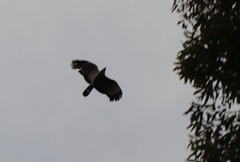 Polyboroides typus typus