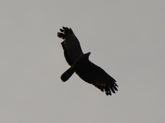 Polyboroides typus typus