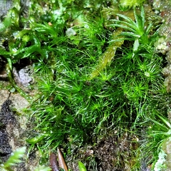 Dicranodontium denudatum