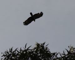 Polyboroides typus typus