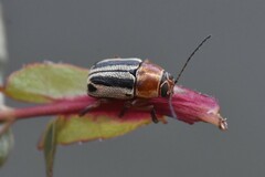 Pachybrachis bivittatus