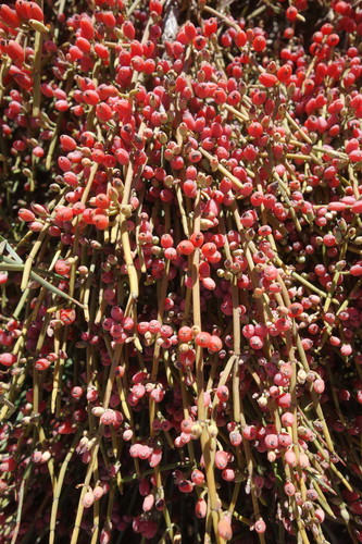 Ephedra fragilis