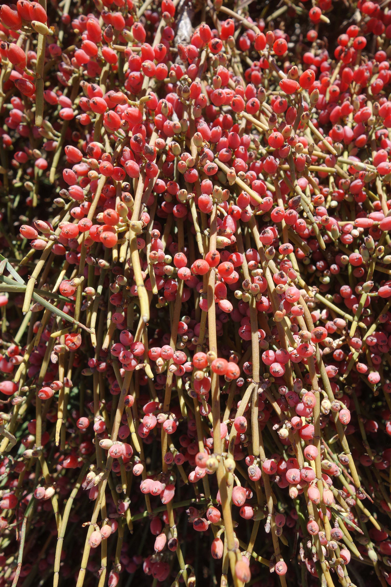 Ephedra fragilis
