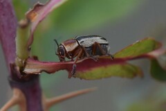 Pachybrachis bivittatus