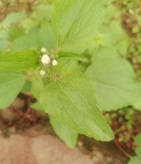 Ageratina petiolaris