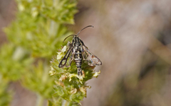 Chamaesphecia bibioniformis