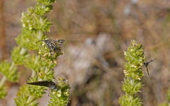 Chamaesphecia bibioniformis